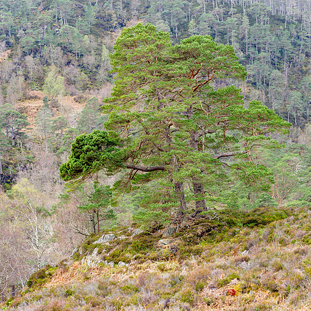 Scots Pine