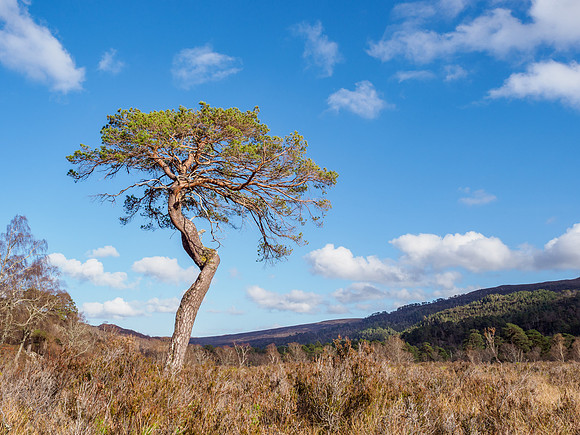 20220418-Glen Strathfarrar-M12A2263