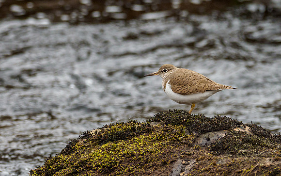 Sandpiper (Actitis hypoleucos)