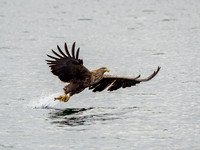 White-tailed Eagle (Haliaeetus albicilla)
