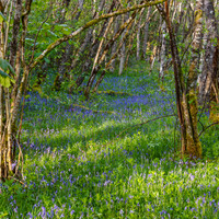 Bluebell Woods (5) [1905010]