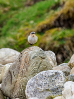 Wheatear (Oenanthe oenanthe) [1905004]