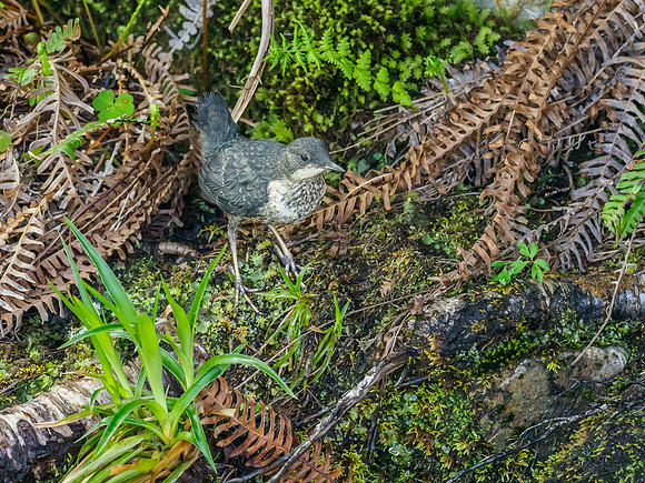 Juvenile Dipper (Cinclus cinclus) (2) [1905037]