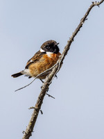 Male Stonechat (Saxicola rubicola) (5) [1905016]