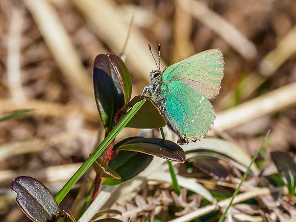 Green Hairstreak (Callophrys rubi) (4) [1905041]