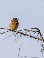 Female Stonechat (Saxicola rubicola) (3) [1905014]