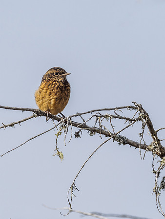 Female Stonechat (Saxicola rubicola) (3) [1905014]