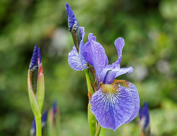Garden Iris (4) [1905059]