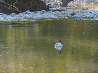 Female Goosander (Mergus merganser) (2) [1905019]