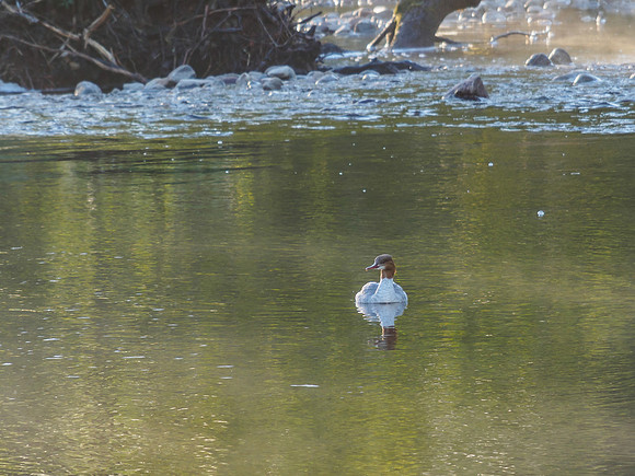 Female Goosander (Mergus merganser) (2) [1905019]