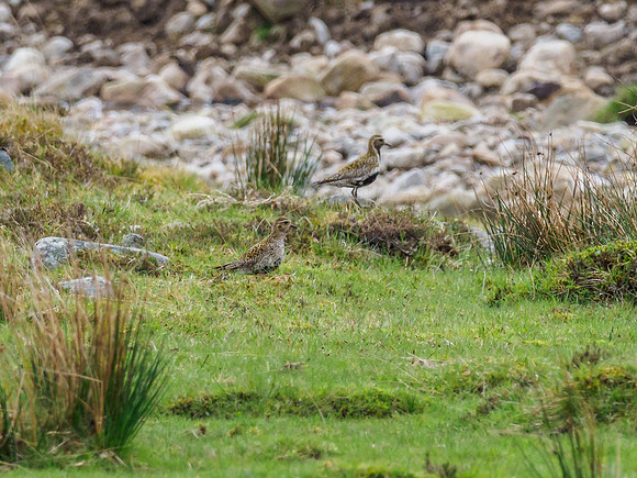 Golden Plover (Pluvialis apricaria) [1905003]