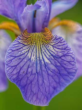 Garden Iris (1) [1905056]