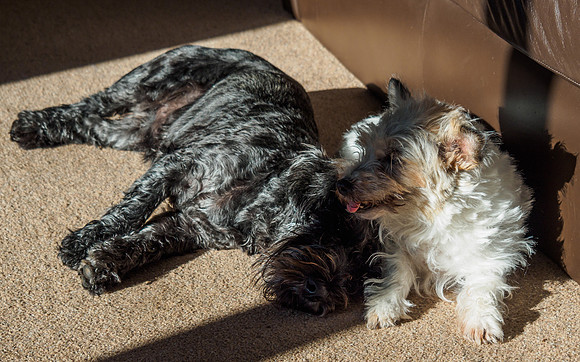 Sunbathing Dogs [1905021]