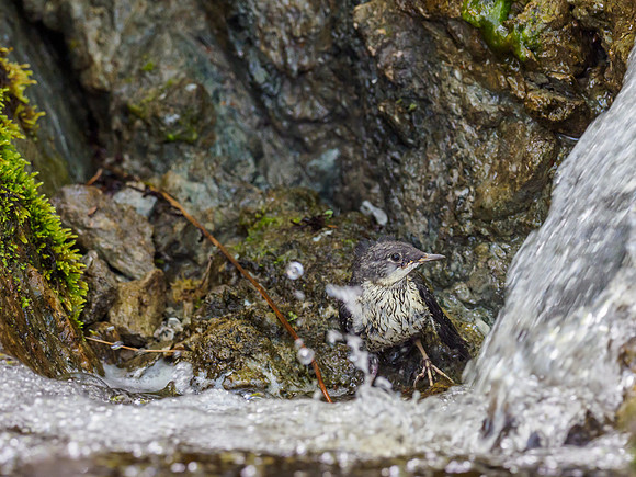 Juvenile Dipper (Cinclus cinclus) (4) [1905046]