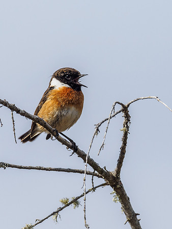 Singing Stonechat (Saxicola rubicola) (4) [1905015]