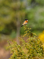 Male Stonechat (Saxicola rubicola)  (1) [1905012]