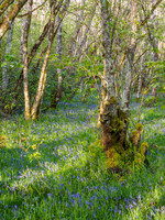 Bluebell Woods (2) [1905007]