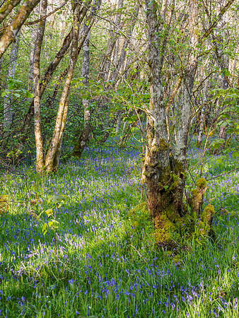 Bluebell Woods (2) [1905007]