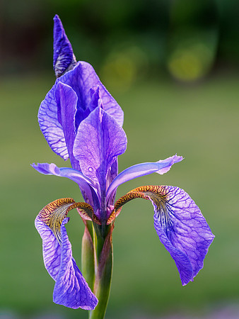 Garden Iris (2) [1905057]