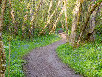 Bluebell Woods (1) [1905006]