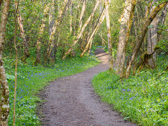 Bluebell Woods (1) [1905006]