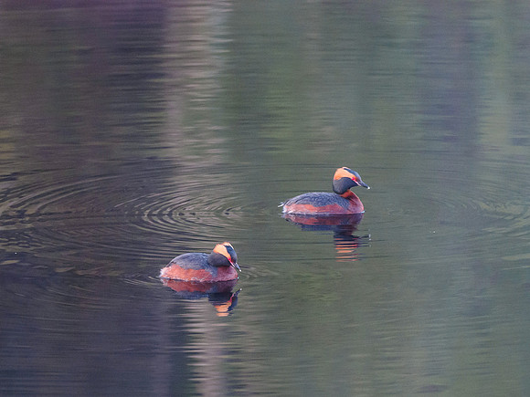 Slavonian Grebe (Podiceps auritus) (1) [1905022]