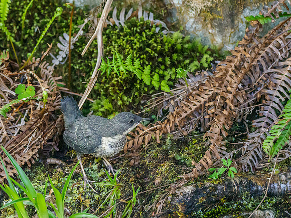 Juvenile Dipper (Cinclus cinclus) (1) [1905036]