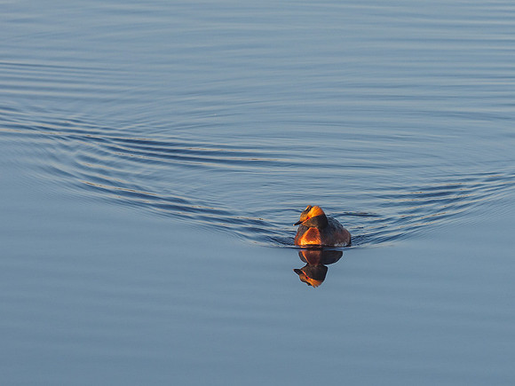 Slavonian Grebe (Podiceps auritus) (2) [1905026]