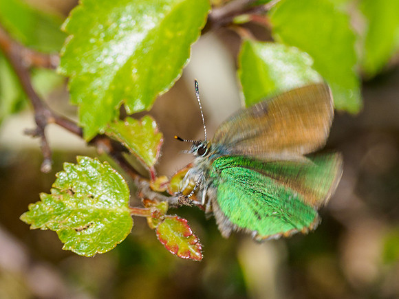 Green Hairstreak (Callophrys rubi) (6) [1905043]
