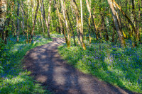 Early Morning Woodland Walk [1905020]