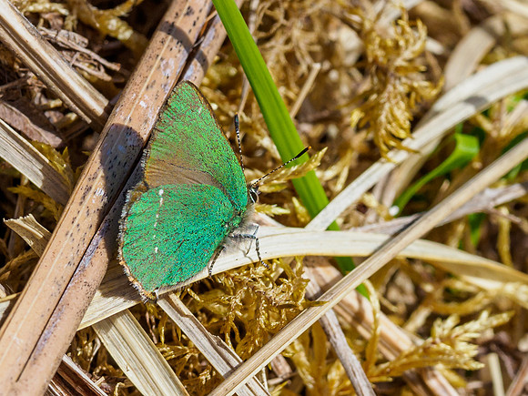 Green Hairstreak (Callophrys rubi) (2) [1905039]