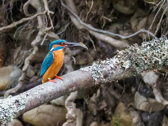 Kingfisher (Alcedo atthis)  (4) [1905054]