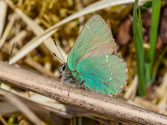 Green Hairstreak (Callophrys rubi) (1) [1905038]