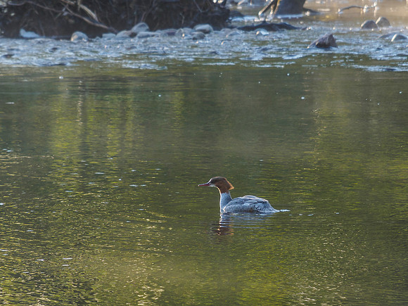 Female Goosander (Mergus merganser) (1) [1905018]