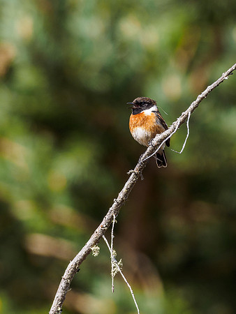 Male Stonechat (Saxicola rubicola) (2) [1905013]