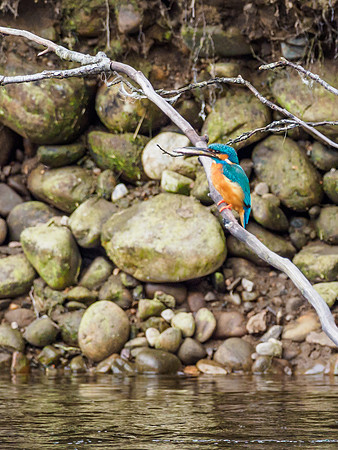 Kingfisher (Alcedo atthis) (3) [1905053]