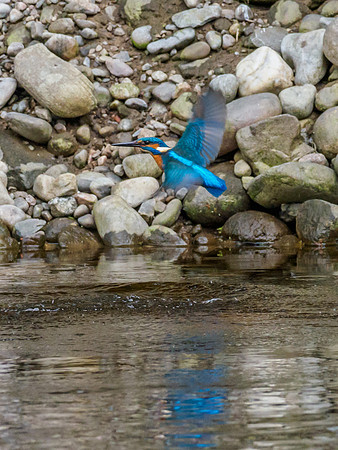 Kingfisher (Alcedo atthis)  (5) [1905055]
