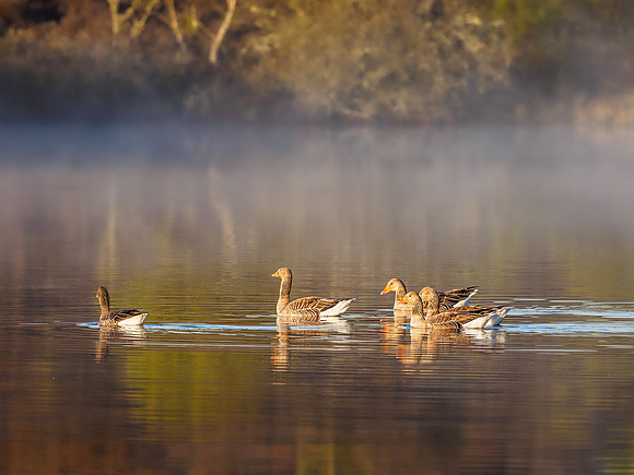 Geese in the Mist
