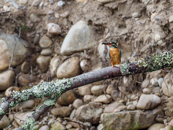 Kingfisher (Alcedo atthis) (2) [1905052]