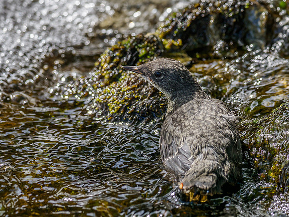 Juvenile Dipper (Cinclus cinclus) (3) [1905045]
