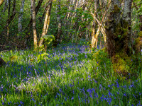 Bluebell Woods  (3) [1905008]