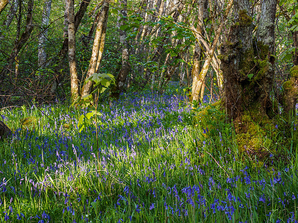 Bluebell Woods  (3) [1905008]