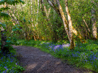 Bluebell Woods (4) [1905009]