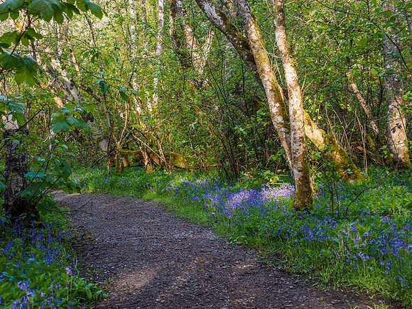 Bluebell Woods (4) [1905009]
