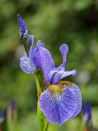 Garden Iris (3) [1905058]