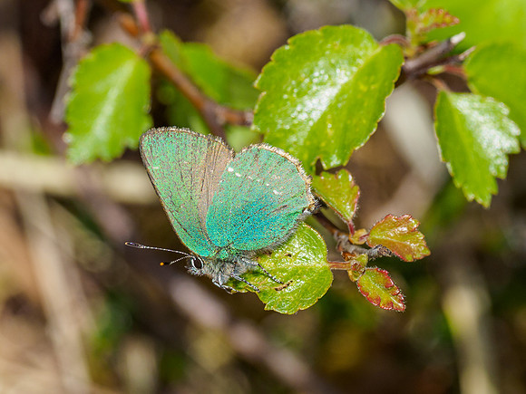 Green Hairstreak (Callophrys rubi) (5) [1905042]