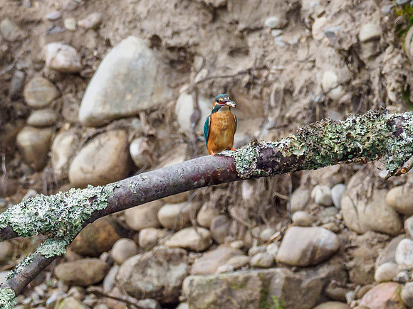 Kingfisher (Alcedo atthis) (1) [1905051]