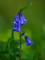 Bluebell Woods (6) [1905011]