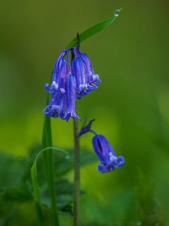Bluebell Woods (6) [1905011]