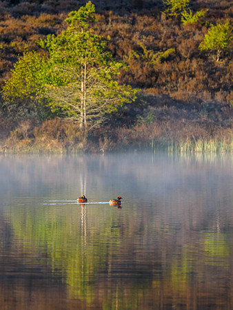 Slavonian Grebe (Podiceps auritus) (3) [1905032]